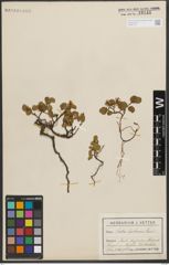 Foto von Salix herbacea L.